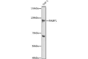 Western blot analysis of extracts of THP-1 cells, using R Rabbit mAb (ABIN7269840) at 1:1000 dilution. (RALBP1 anticorps)