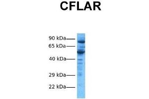 Host:  Rabbit  Target Name:  CFLAR  Sample Tissue:  Human HepG2  Antibody Dilution:  1. (FLIP anticorps  (N-Term))