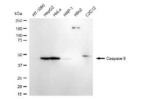 Western blotting analysis using caspase 9 antibody (ABIN7797912).