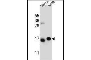 EIF5AL1 Antibody (C-term) (ABIN655925 and ABIN2845320) western blot analysis in Ramos, cell line lysates (35 μg/lane). (EIF5AL1 anticorps  (C-Term))