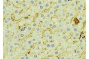 ABIN6276946 at 1/100 staining Mouse liver tissue by IHC-P.