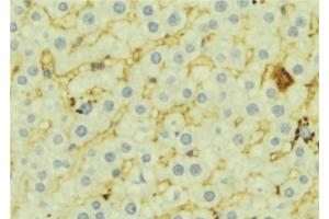 ABIN6276946 at 1/100 staining Mouse liver tissue by IHC-P. (FMO3 anticorps  (N-Term))