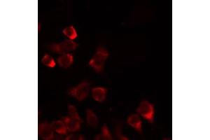ABIN6274739 staining 293 by IF/ICC. (MRPL35 anticorps  (Internal Region))
