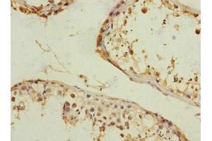 Immunohistochemistry of paraffin-embedded human testis tissue using ABIN7167095 at dilution of 1:100