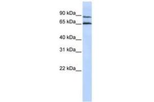 Image no. 1 for anti-G Protein-Coupled Receptor 75 (GPR75) (AA 468-517) antibody (ABIN6742345) (GPR75 anticorps  (AA 468-517))