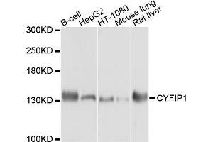Western blot analysis of extract of various cells, using CYFIP1 antibody. (CYFIP1 anticorps)