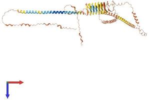 AlphaFold protein structure predicition of Human Recombinant IVL Protein, UniprotID P07476