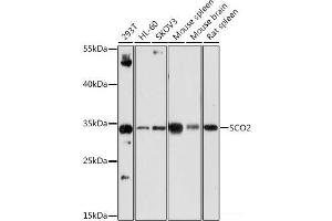 Western blot analysis of extracts of various cell lines using SCO2 Polyclonal Antibody at dilution of 1:1000. (SCO2 anticorps)