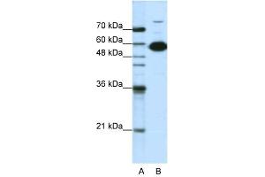 NONO antibody used at 1. (NONO anticorps  (C-Term))