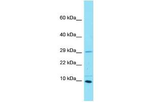 Host: Rabbit Target Name: C16orf55 Sample Type: MCF7 Whole Cell lysates Antibody Dilution: 1. (SPATA33 anticorps  (N-Term))