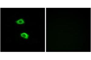Immunofluorescence (IF) image for anti-Olfactory Receptor, Family 51, Subfamily B, Member 5 (OR51B5) (AA 200-249) antibody (ABIN2891121) (OR51B5 anticorps  (AA 200-249))