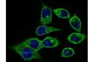 Immunocytochemistry (ICC) image for anti-Calmegin (CLGN) (AA 249-405) antibody (ABIN1843005) (Calmegin anticorps  (AA 249-405))