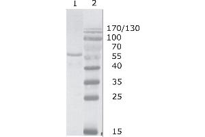 Western Blot testing of HIV-1 Gag p17/24 using HIV-1 p24 antibody, clone N13 (05-006). (HIV-1 p24 anticorps  (C-Term))