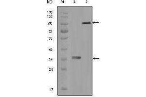 Western Blot showing HCK antibody used against truncated HCK recombinant protein (1) and full-length HCK-GFP transfected CHO-K1 cell lysate (2). (HCK anticorps)
