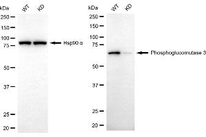 Western blotting analysis using phosphoglucomutase 3 antibody (ABIN7799806).