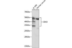 Western blot analysis of extracts of various cell lines, using CD63 antibody (ABIN7266210) at 1:1000 dilution. (CD63 anticorps)