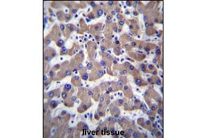 T Antibody (C-term) (ABIN656935 and ABIN2846127) immunohistochemistry analysis in formalin fixed and paraffin embedded human liver tissue followed by peroxidase conjugation of the secondary antibody and DAB staining. (Transmembrane Protein 70 (TMM70) (AA 231-260), (C-Term) anticorps)