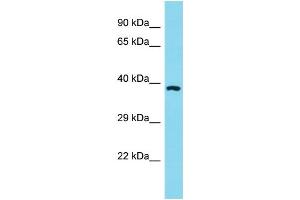 Host: Rabbit Target Name: OR11A1 Sample Type: HT1080 Whole Cell Lysate lysates Antibody Dilution: 1.