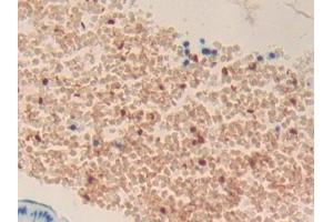 anti-Myeloproliferative Leukemia Virus Oncogene (MPL) (AA 66-260) antibody