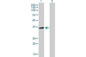 Western Blot analysis of ANXA3 expression in transfected 293T cell line by ANXA3 MaxPab polyclonal antibody.
