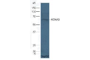 HepG2 lysate probed with Rabbit Anti-KCNA3 polyclonal antibody  at 1:5000 90min in 37˚C