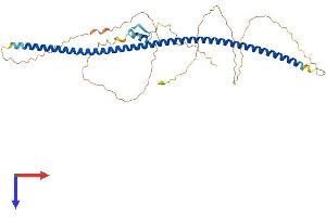 AlphaFold protein structure predicition of Human Recombinant ZNF365 Protein, UniprotID Q70YC5