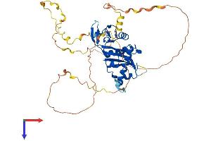 AlphaFold protein structure predicition of Human Recombinant ATAT1 Protein, UniprotID Q5SQI0