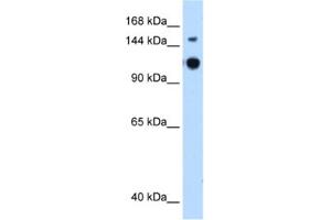 Western Blotting (WB) image for anti-GTPase Activating Protein and VPS9 Domains 1 (GAPVD1) antibody (ABIN2462582) (GAPVD1 anticorps)