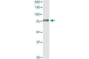 Immunoprecipitation of NDUFS1 transfected lysate using anti-NDUFS1 MaxPab rabbit polyclonal antibody and Protein A Magnetic Bead , and immunoblotted with NDUFS1 purified MaxPab mouse polyclonal antibody (B01P) .