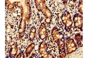 Immunohistochemistry of paraffin-embedded human small intestine tissue using ABIN7144337 at dilution of 1:100 (SERPINC1 anticorps  (AA 37-180))