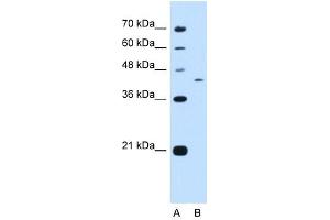 KIAA0515 antibody used at 0. (PRRC2B anticorps  (N-Term))