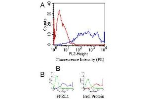 anti-Formyl Peptide Receptor 2 (FPR2) antibody