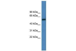 ADRA1D antibody used at 0. (ADRA1D anticorps  (C-Term))