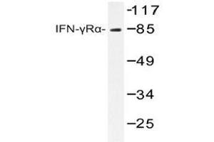 Western blot analyzes of IFNGRA antibody in extracts from COS7 cells. (IFNGR1 anticorps)