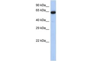 Western Blotting (WB) image for anti-Leucine Rich Repeat Transmembrane Neuronal 1 (LRRTM1) antibody (ABIN2463945) (LRRTM1 anticorps)