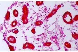 Anti-HSP110 / Heat Shock Protein 110 antibody IHC staining of human breast.