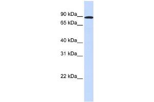 WB Suggested Anti-MYBL1 Antibody Titration:  0. (MYBL1 anticorps  (Middle Region))
