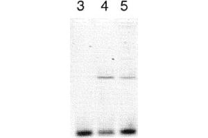 Image no. 1 for anti-Clock Homolog (Mouse) (CLOCK) antibody (ABIN363312)