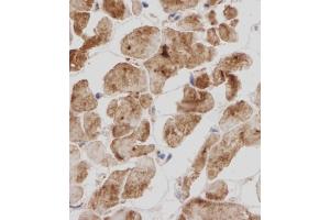 Immunohistochemical analysis of TITIN in Human heart tissue sections(IHC-P - paraformaldehyde-fixed, paraffin-embedded sections). (Titin anticorps  (N-Term))