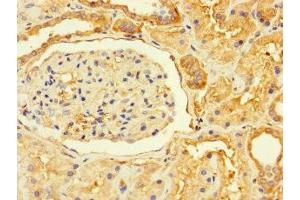 Immunohistochemistry of paraffin-embedded human kidney tissue using ABIN7164505 at dilution of 1:100 (GPR82 anticorps  (AA 273-336))