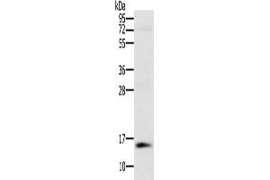 Gel: 10 % SDS-PAGE, Lysate: 40 μg, Lane: Human normal kidney tissue, Primary antibody: ABIN7130371(NDUFA6 Antibody) at dilution 1/250, Secondary antibody: Goat anti rabbit IgG at 1/8000 dilution, Exposure time: 1 minute (NDUFA6 anticorps)