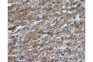 Image no. 5 for anti-NME/NM23 Nucleoside Diphosphate Kinase 4 (NME4) antibody (ABIN1499775) (NME4 anticorps)