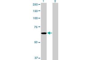 Western Blot analysis of CDC45L expression in transfected 293T cell line by CDC45L MaxPab polyclonal antibody.