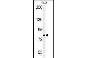 Western blot analysis in 293 cell line lysates (35ug/lane). (GGCX anticorps  (AA 548-578))
