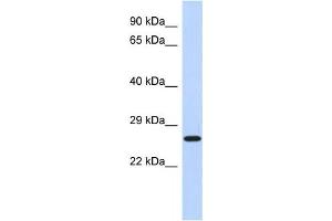 Western Blotting (WB) image for anti-EF-Hand Domain Family, Member D2 (EFHD2) antibody (ABIN2460079) (EFHD2 anticorps)