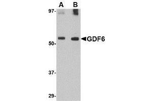 Image no. 1 for anti-Growth Differentiation Factor 6 (GDF6) (C-Term) antibody (ABIN342682) (GDF6 anticorps  (C-Term))