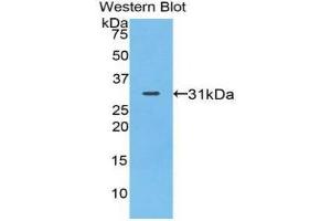 Western Blotting (WB) image for anti-Myosin IA (MYO1A) (AA 781-1043) antibody (ABIN1078382) (Myosin IA anticorps  (AA 781-1043))