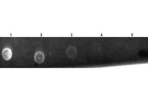 Goat anti-Armenian Hamster IgG (Heavy & Light Chain) antibody (Texas Red (TR)) - Preadsorbed