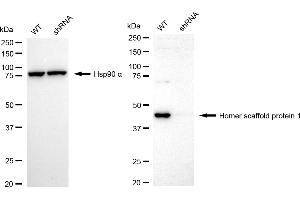 Western blotting analysis using homer scaffold protein 1 antibody (ABIN7800940). (Recombinant Homer Scaffold Protein 1 anticorps)