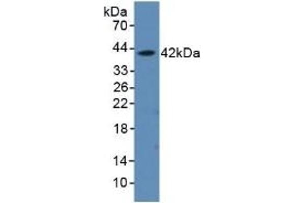 aHSP anticorps  (AA 2-102)
